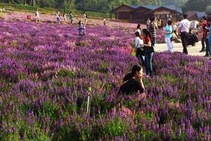 深圳南山旅行社网点 温州雁荡山、楠溪江、长屿硐天双动车三日游