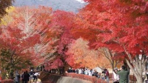 <日本本州6日游>日本双温泉，观赏三大佛之一，河口湖枫叶回廊