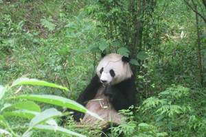 日照出发观国宝大熊猫-临沂珍稀动植物园1日游