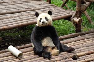 雅安雨城避暑二日游|碧峰峡野生动物园、上里古镇纯玩二日游