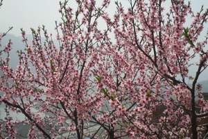 四月旅游平谷桃花节 北京去平谷/赏桃花/双汽两日游