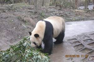 雅安碧峰峡动物园介绍 成都到碧峰峡 上里古镇 大熊猫 2日游