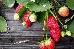 青岛草莓采摘 珠山森林公园 草莓采摘一日游