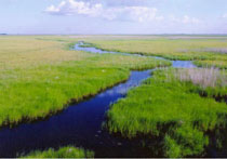 洪河自然保护区